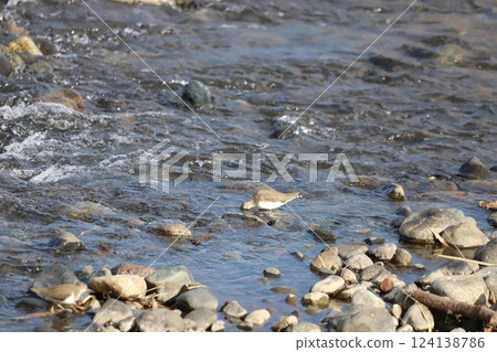 A snipe searching for food near the water 124138786