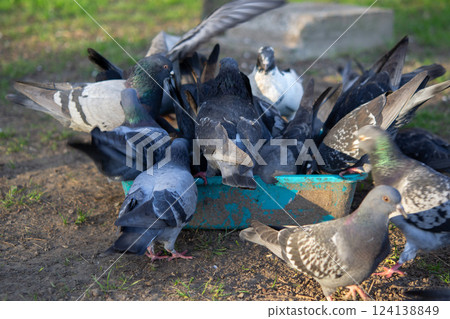 Bird feeding. Flock of pigeons eating food from bowl on sunny morning. Many pigeon birds pecking food from plate. bodies, wings, feathers, tails of many pigeon birds. Breeding birds pigeons. feathered Bird feeding. Flock of pigeons eating food from bowl on sunny morning. Many pigeon birds pecking food from plate. bodies, wings, feathers, tails of many pigeon birds. Breeding birds pigeons. feathered 124138849