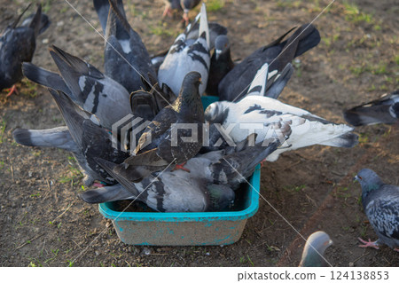 Bird feeding. Flock of pigeons eating food from bowl on sunny morning. Many pigeon birds pecking food from plate. bodies, wings, feathers, tails of many pigeon birds. Breeding birds pigeons. feathered Bird feeding. Flock of pigeons eating food from bowl on sunny morning. Many pigeon birds pecking food from plate. bodies, wings, feathers, tails of many pigeon birds. Breeding birds pigeons. feathered 124138853