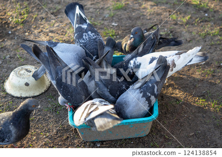 Bird feeding. Flock of pigeons eating food from bowl on sunny morning. Many pigeon birds pecking food from plate. bodies, wings, feathers, tails of many pigeon birds. Breeding birds pigeons. feathered Bird feeding. Flock of pigeons eating food from bowl on sunny morning. Many pigeon birds pecking food from plate. bodies, wings, feathers, tails of many pigeon birds. Breeding birds pigeons. feathered 124138854