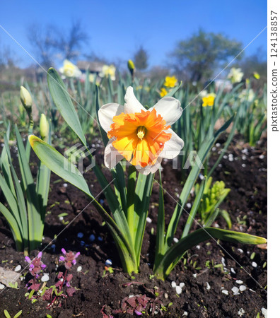Narcissus close up. Beautiful flower with white orange petals, stamens and green leaves grows in ground on sunny spring day. Selection breeding. Artificially bred plant. Cultivated varietal daffodil Narcissus close up. Beautiful flower with white orange petals, stamens and green leaves grows in ground on sunny spring day. Selection breeding. Artificially bred plant. Cultivated varietal daffodil 124138857