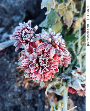 Small red blooming chrysanthemum flowers covered white frost close-up. Blossoming flower with small red petals and white frost in black ground. Frosts. Nature. Garden. Environment. Natural background 124138910