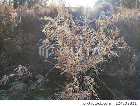 Wild field plant covered with white frost on a sunny frosty day in autumn close-up. Branches of a small bush plant covered with white frost illuminated by the shining sun in early in morning. 124138921