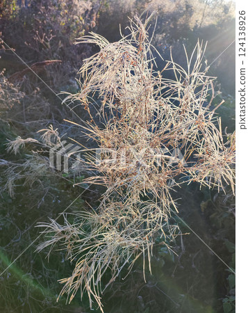 Wild field plant covered with white frost on a sunny frosty day in autumn close-up. Branches of a small bush plant covered with white frost illuminated by the shining sun in early in morning. 124138926