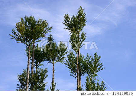 Japanese cedar and blue sky-1 Japanese cedar and blue sky-1 124139059