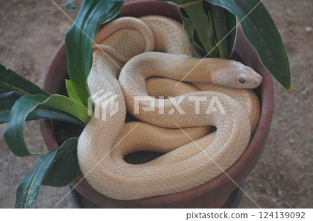 A coiled white snake at Iwakuni White Snake Shrine A coiled white snake at Iwakuni White Snake Shrine 124139092