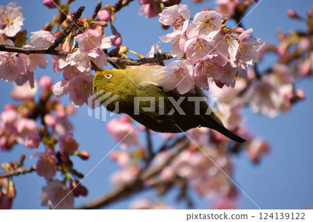 Early-blooming pink cherry blossoms and Japanese white-eye 124139122