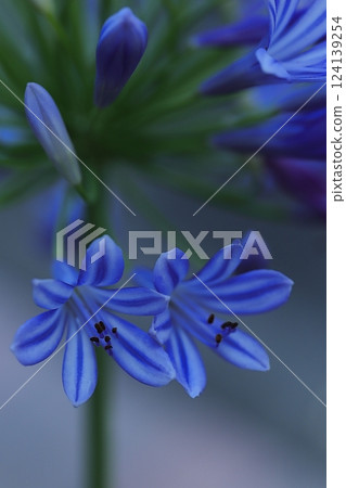 藍色君子蘭花 藍色君子蘭花 124139254