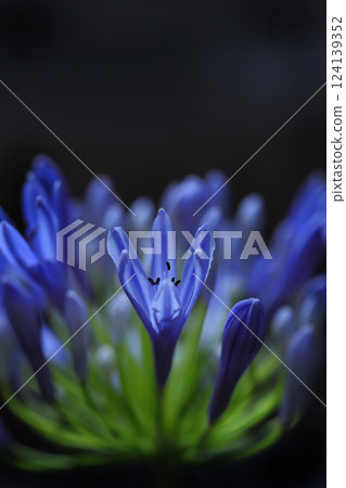 藍色百子蓮 124139352