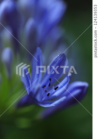 藍色君子蘭花 124139353