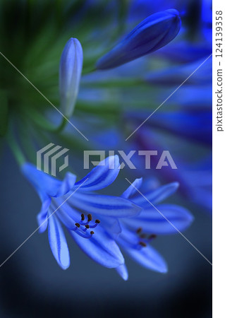 Macro view of agapanthus Macro view of agapanthus 124139358