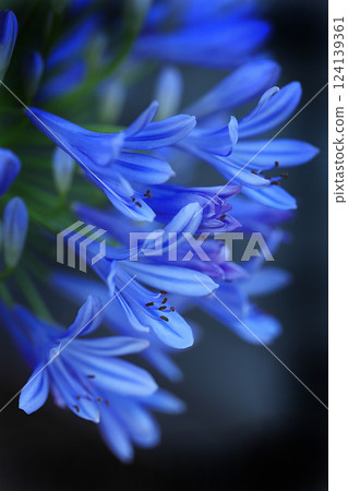Blue agapanthus flower 124139361