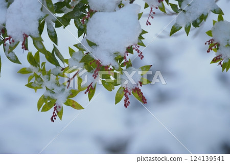 冰雪覆蓋的樹枝 124139541