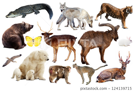 asia animals isolated 124139715