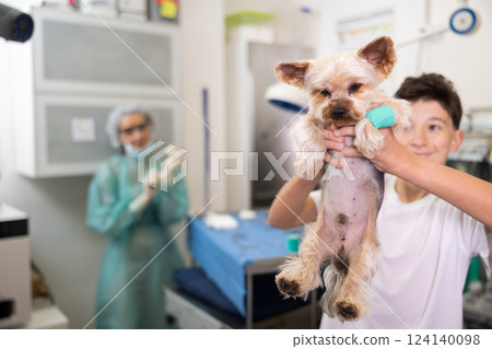 Yorkshire terrier with bandaged paw in hands of teenager at veterinary clinic 124140098