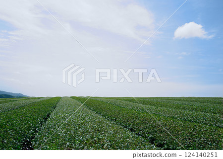 Expanding tea plantations in Yame City, Fukuoka Prefecture 124140251