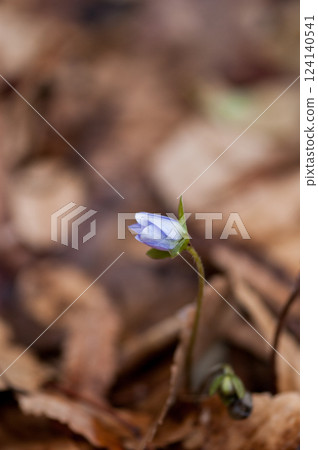 雪割草 藍紫色 124140541