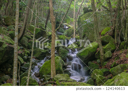 Elegant Summer Flow: Yakushima Forest, a World Natural Heritage Site 124140613