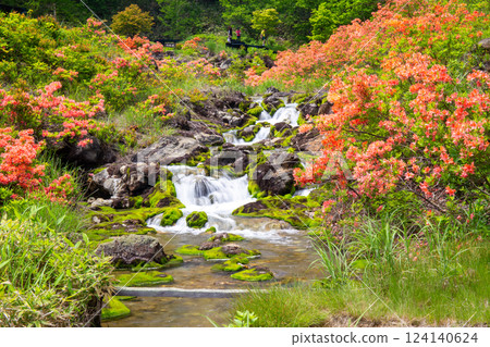 Rhododendron moniliforme and Chatsubomi Moss Waterfall Rhododendron moniliforme and Chatsubomi Moss Waterfall 124140624