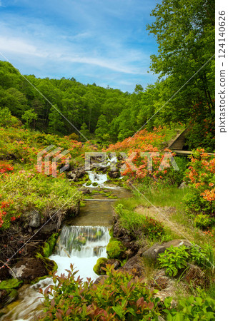 雉頤苔蘚公園的蓮花杜鵑花開放（垂直） 124140626