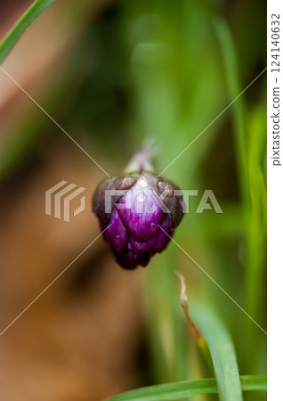 Yukiwarikusa red purple Yukiwarikusa red purple 124140632