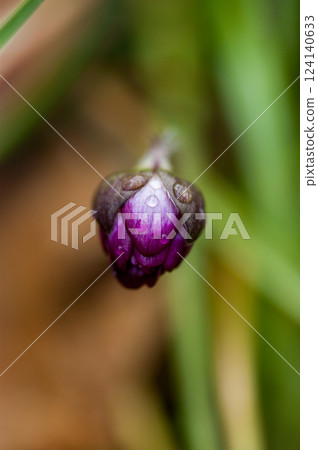 Yukiwarikusa red purple Yukiwarikusa red purple 124140633