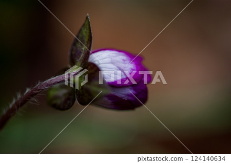 Yukiwarikusa red purple Yukiwarikusa red purple 124140634
