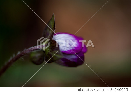 Yukiwarikusa red purple Yukiwarikusa red purple 124140635