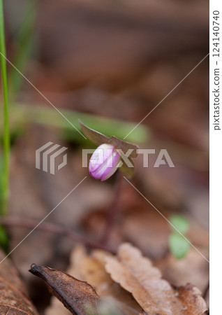 Yukiwarizo Pink 124140740