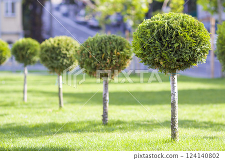 Green lawn with bright grass in a city park with decorative trees on a sunny summer day. Beautiful rest area in urban surrounding. 124140802