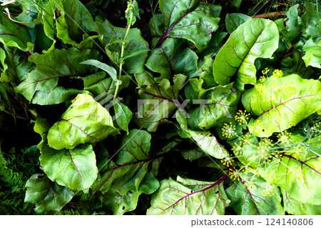 Lush green beet tops foliage thrives in a sunlit garden, offering a serene retreat for nature lovers. 124140806