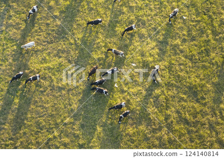Free range milk cows grazing on farm pasture. Feeding of cattle on farmland grassland Free range milk cows grazing on farm pasture. Feeding of cattle on farmland grassland 124140814