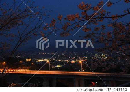 Cherry blossoms at night 124141120