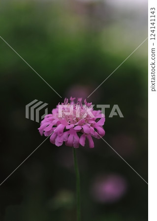 Pink scabious flowers blooming in early summer Pink scabious flowers blooming in early summer 124141143