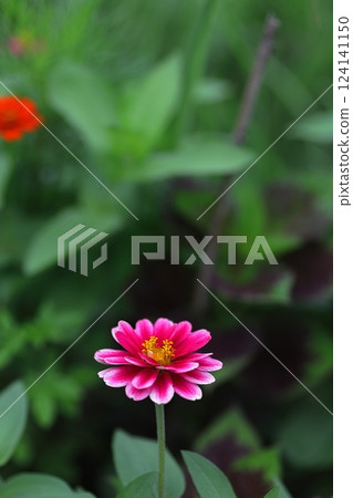 Pink zinnia flowers blooming in an autumn flowerbed 124141150
