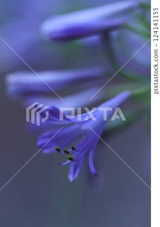 君子蘭沐浴在夏日陽光下 124141155