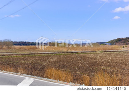 Canna Kaido, Shirai City, Chiba Prefecture March 2025 124141340