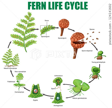 Fern Life Cycle Vector Illustration 124141602