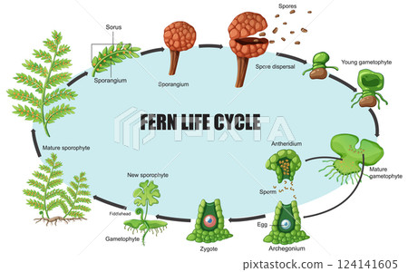 Fern Life Cycle Vector Illustration Diagram 124141605