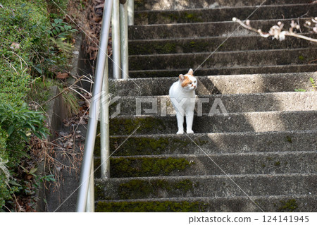 印花布貓站在樓梯上凝視 印花布貓站在樓梯上凝視 124141945