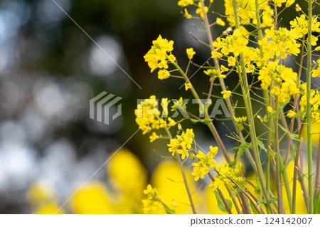 Rape blossoms bathed in spring light 124142007