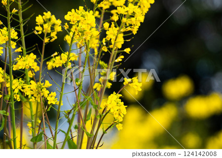 油菜花沐浴春光 124142008