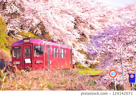 Watarase Valley Railway and cherry blossoms Watarase Valley Railway and cherry blossoms 124142071