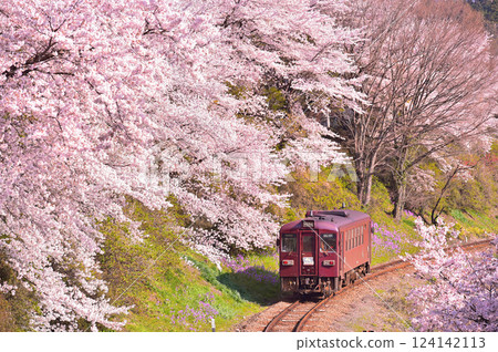 Watarase Valley Railway and cherry blossoms Watarase Valley Railway and cherry blossoms 124142113