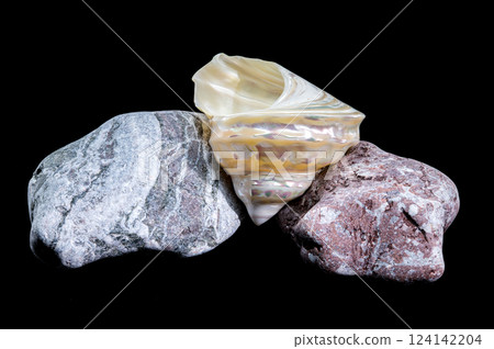 Pearlized Wavy Turban Seashell Astraea Turbinicum Close-Up 124142204