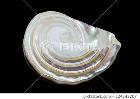 Pearlized Wavy Turban Seashell on Black background Pearlized Wavy Turban Seashell on Black background 124142207