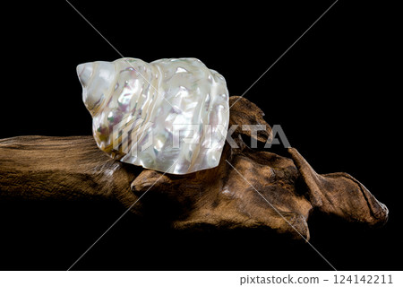 Pearlized Wavy Turban Shell on Wood Black background Pearlized Wavy Turban Shell on Wood Black background 124142211
