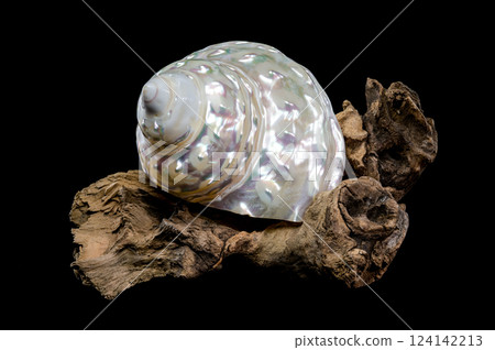 Pearlized Wavy Turban Shell on Wood Black background Pearlized Wavy Turban Shell on Wood Black background 124142213