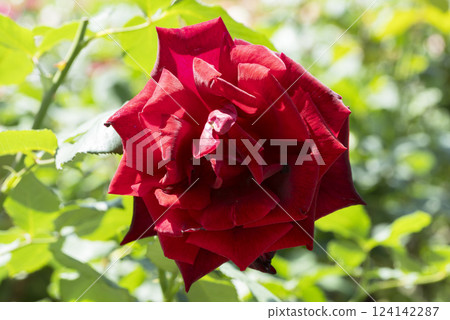 Red Rose Flower Red Rose Flower 124142287