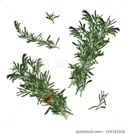 Set with rosemary spices. Leaves, bunches and stems. Watercolor illustration isolated from background. Small plant. Seasoning for meat. Spring plants. High quality illustration 124142308